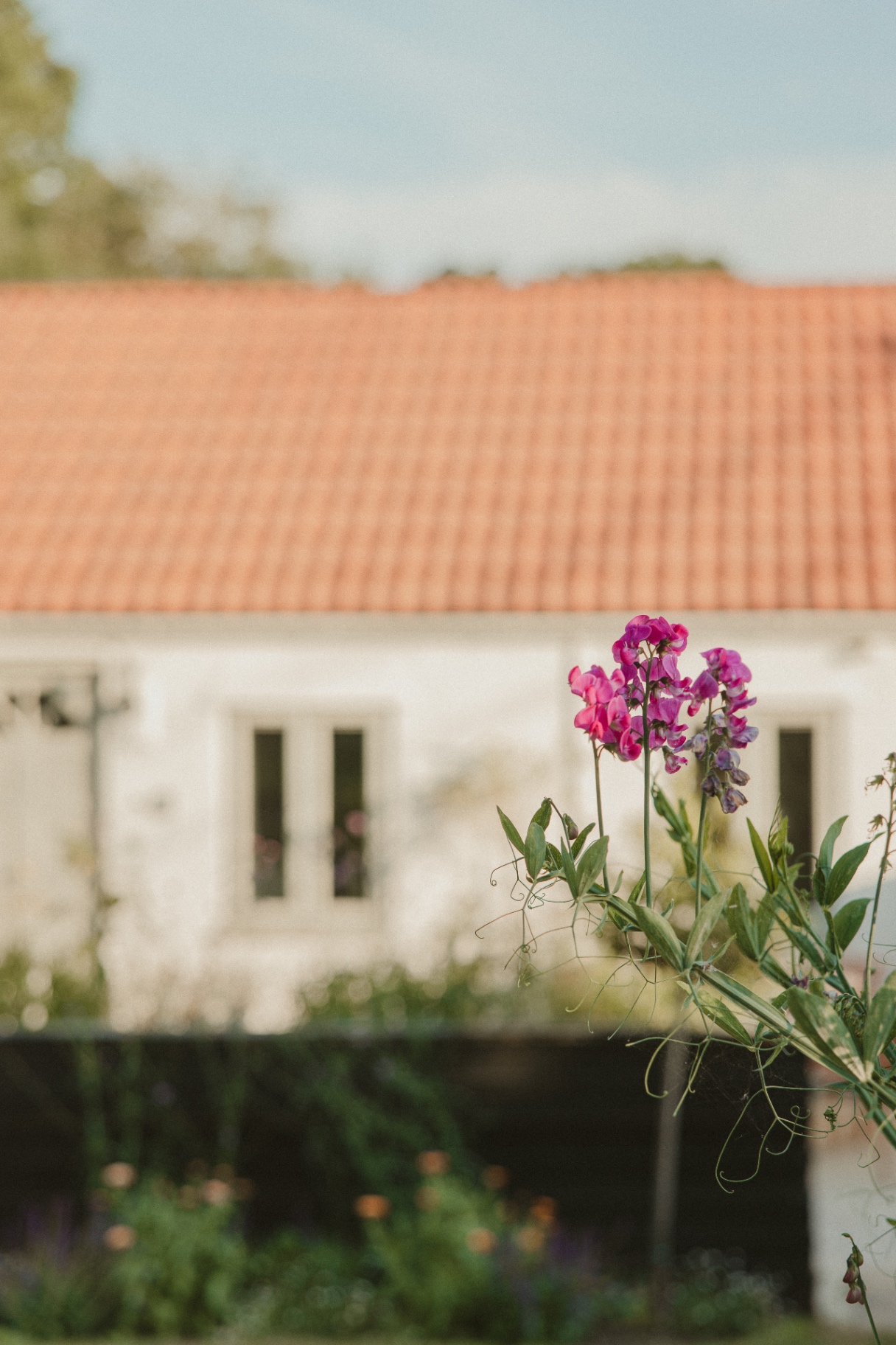 The Guesthouse - sweet peas flowering in the garden with the cottage beyond