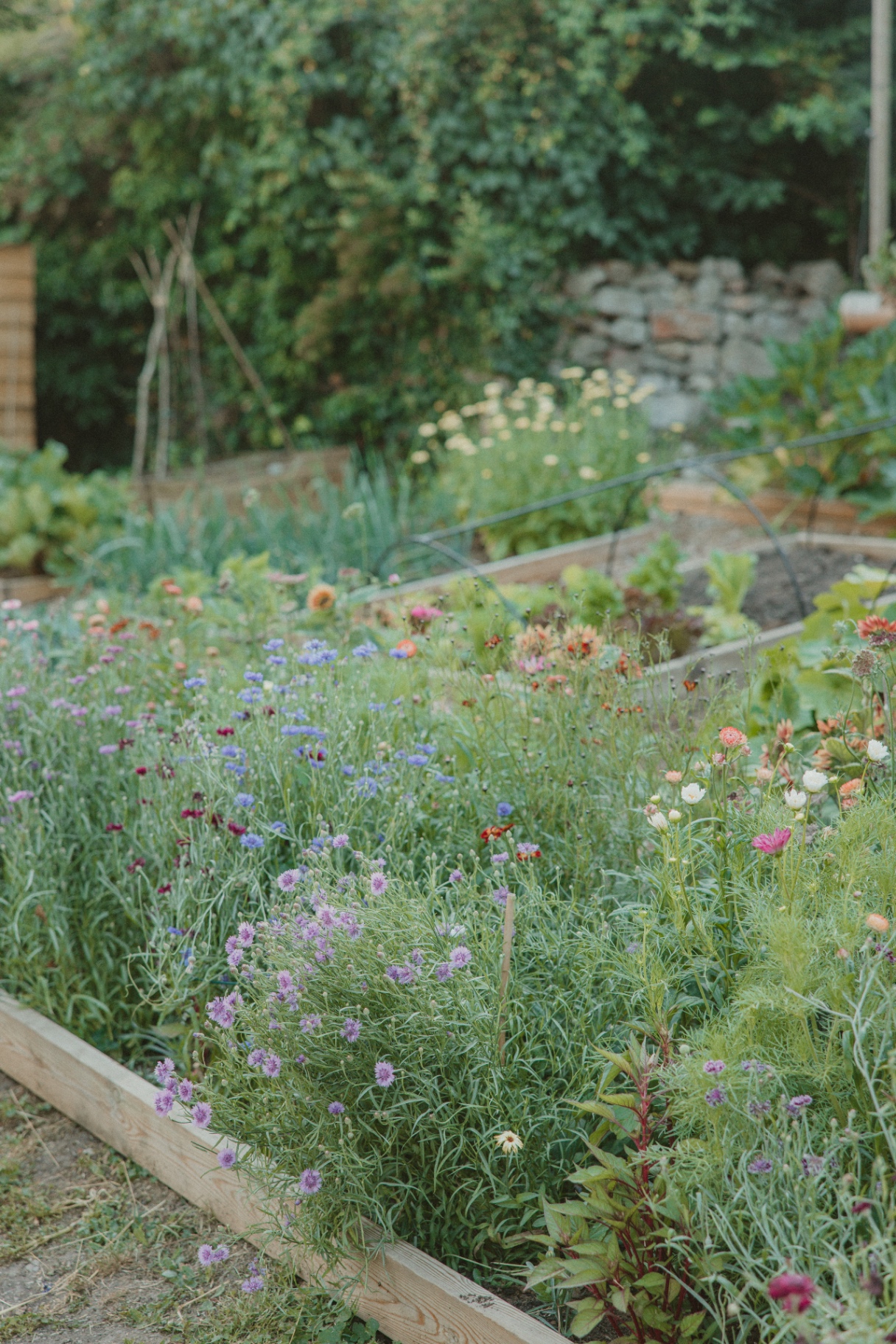 Colourful cut flower garden in full bloom at Fallow Retreats