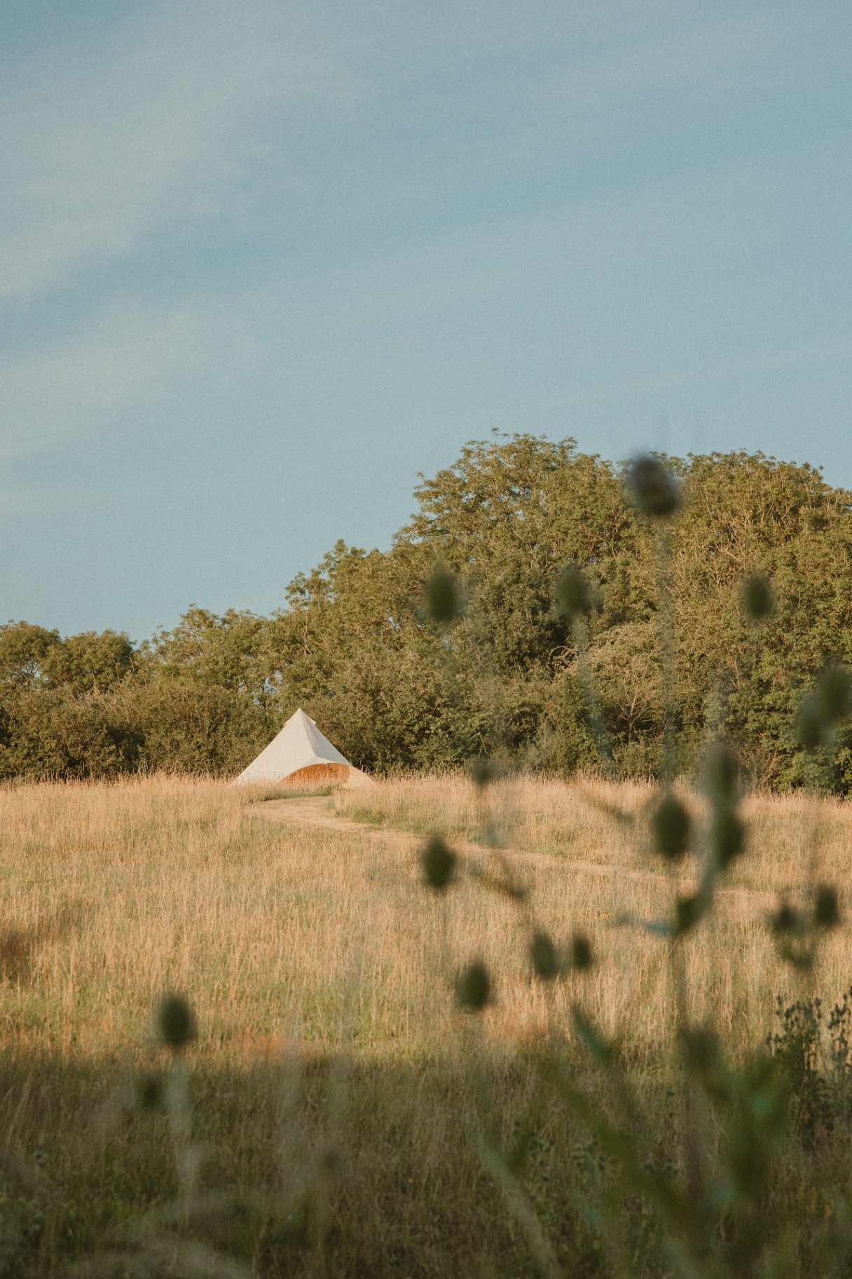 Canvas bell tent pitched at the edge of the wildflower meadow at golden hour