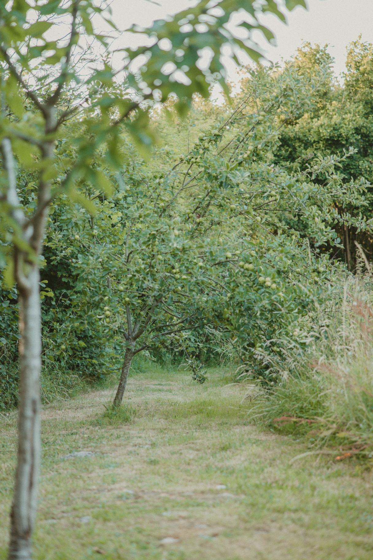 Grass path winding through the orchard with young apple trees at Fallow Retreats