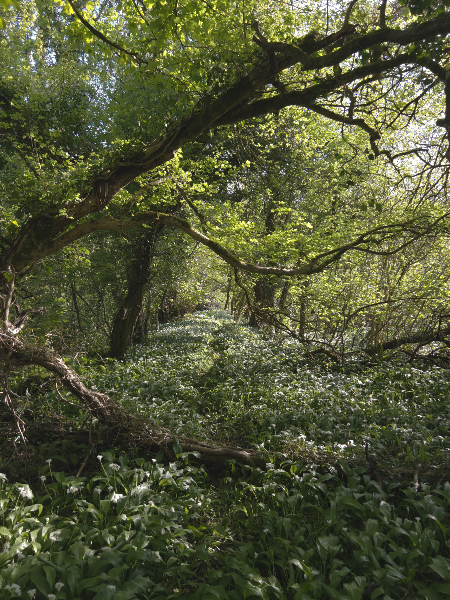 Hands holding a wicker basket of foraged herbs and mushrooms in a Somerset woodland
