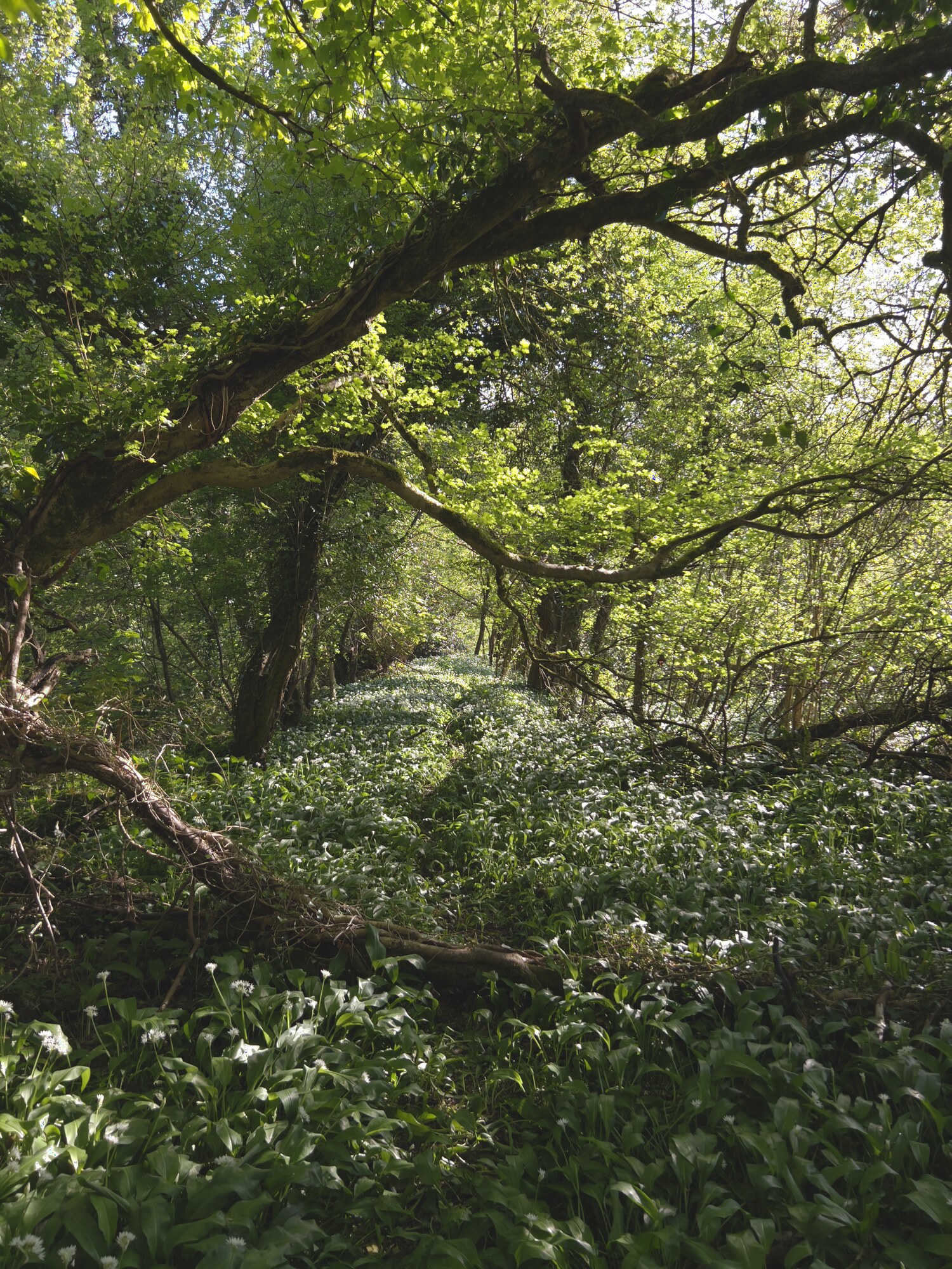 Wild garlic blooming along a sunlit woodland path near Fallow Retreats