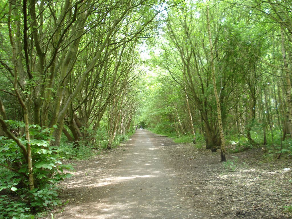 Tree-lined cycle path through woodland near Fallow Retreats