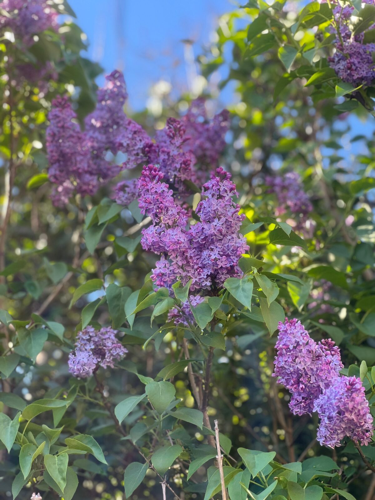 Lilac in bloom in the spring at Fallow Retreats