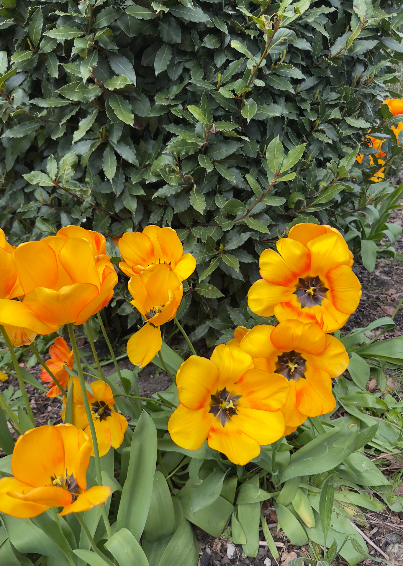 Vivid orange and yellow tulips blooming beside a bay laurel hedge in the Fallow Retreats garden